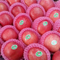 Blush FUJI Apple De Shandong